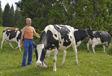 23 éleveurs de la vallée livrent quotidiennement leur production de lait de montagne à la fromagerie.